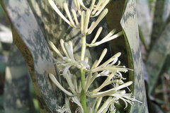 Sansevieria roxburghiana